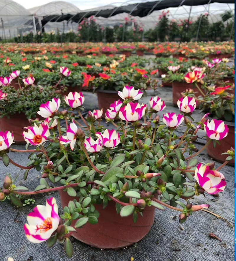 太阳花，单瓣太阳花，普通太阳花