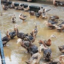 长期出售各类麻鸭，疫苗齐全，鸭子很健康请放心。