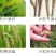 禾靓正邦井唑多45%高含量硫磺三环唑水稻稻瘟病水稻杀菌剂