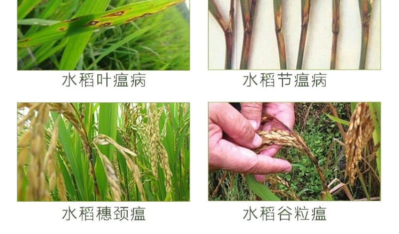 禾靓正邦井唑多45%高含量硫磺三环唑水稻稻瘟病水稻杀菌剂