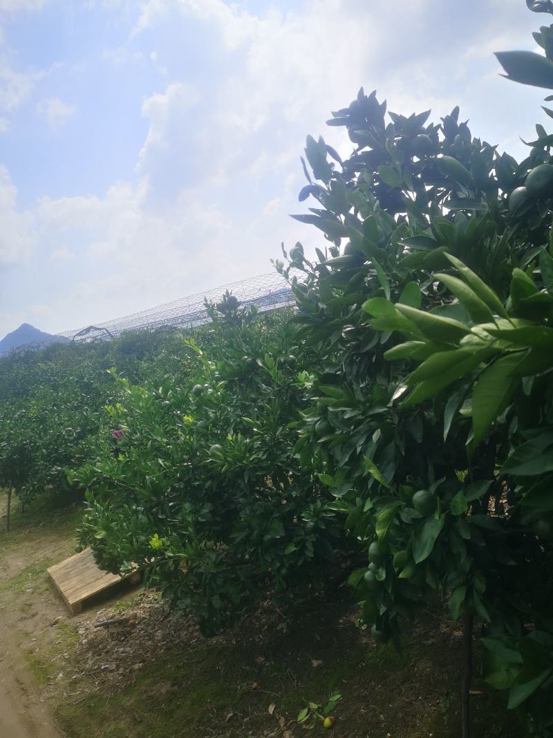 浙江特级蜜橘特早大丰室南大量@上市