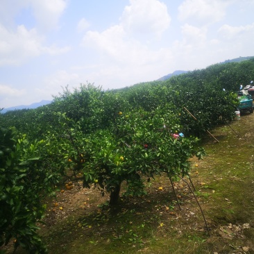 浙江特级蜜橘特早大丰室南大量@上市