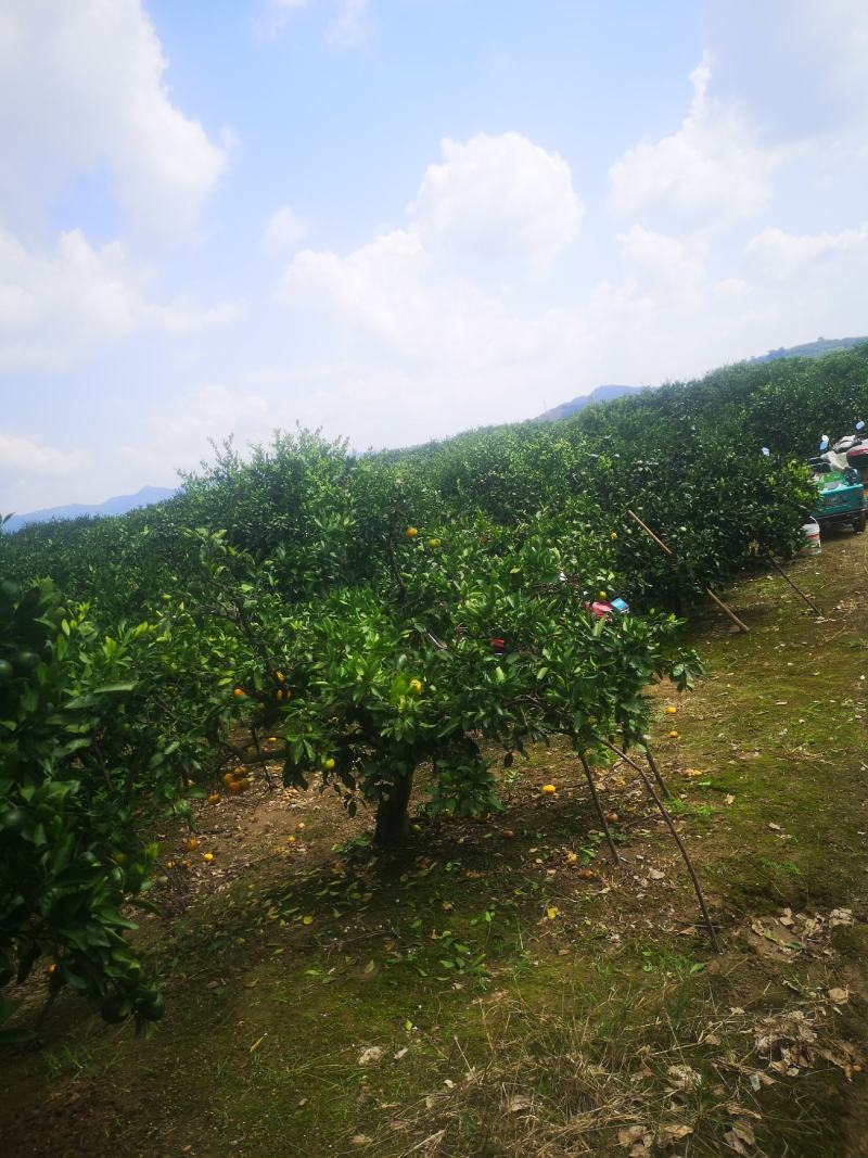浙江特级蜜橘特早大丰室南大量@上市