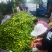 浙江特级蜜橘特早大丰室南大量@上市