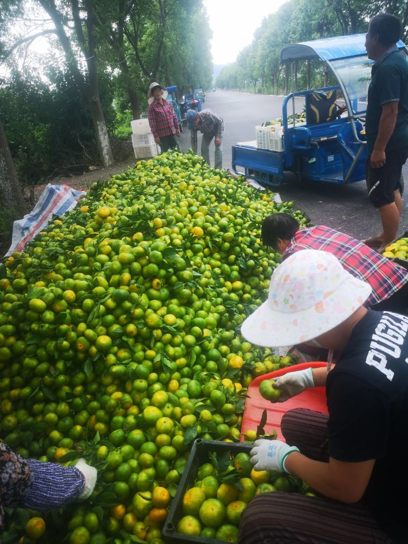 浙江特级蜜橘特早大丰室南大量@上市