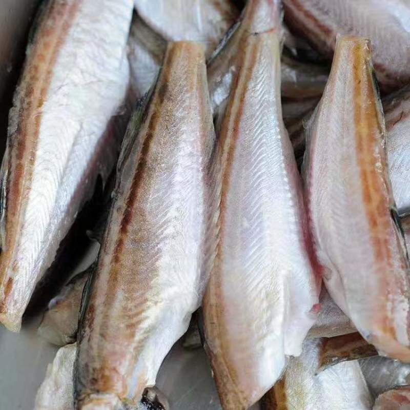 深海小龙鱼不住海边也能吃到海鲜