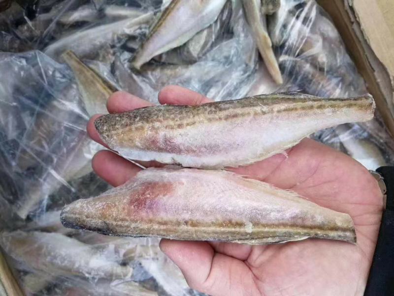 深海小龙鱼不住海边也能吃到海鲜