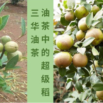 [标题]三华油茶树苗（华硕）（华金）（华鑫）现挖现卖