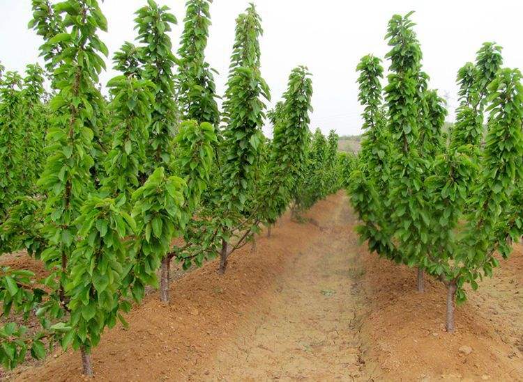 红灯大樱桃苗冬季清园与石硫合剂喷施现场