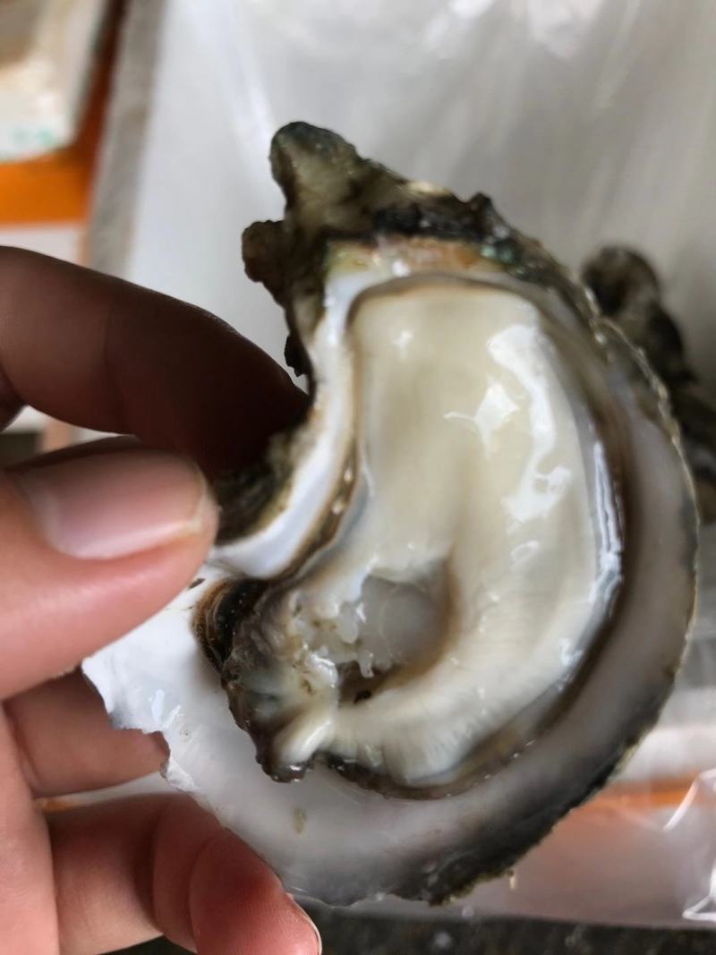 深圳市地摊生蚝批发配送