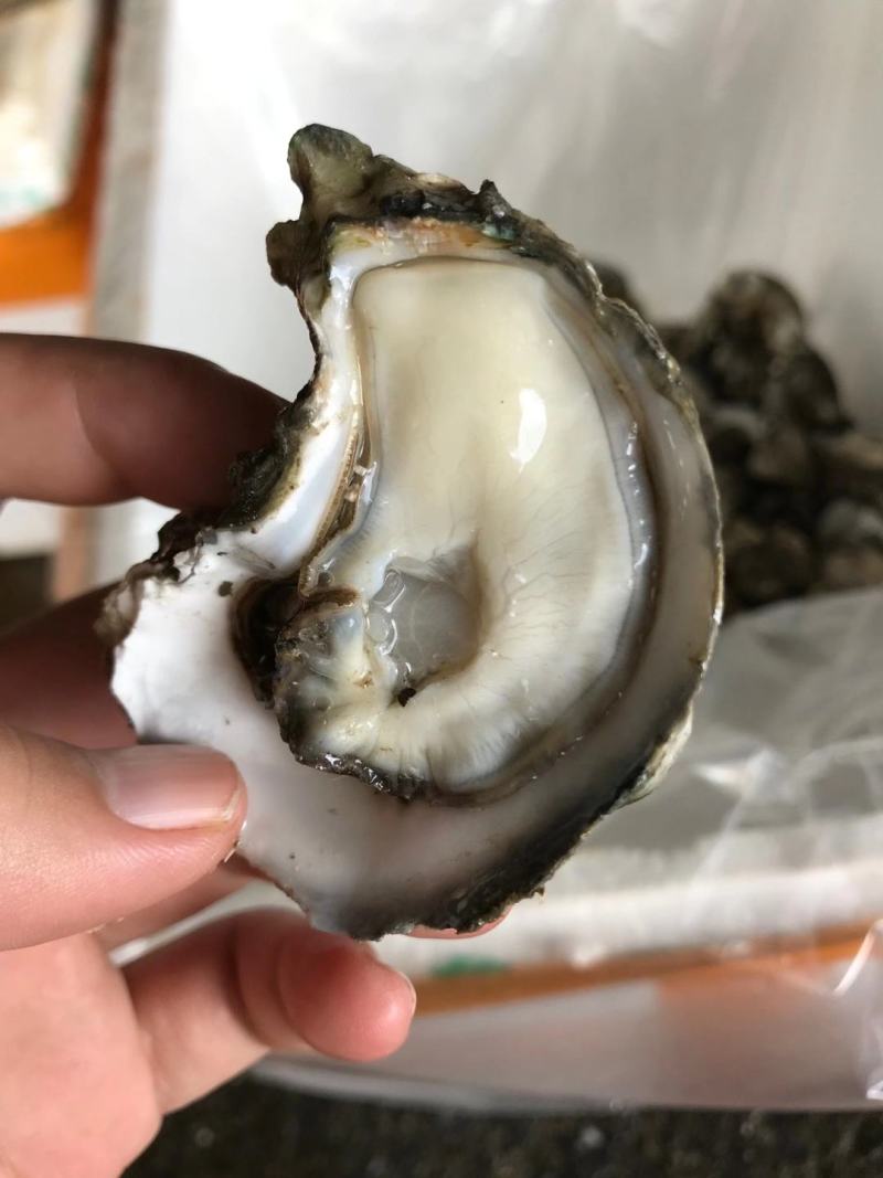 深圳市地摊生蚝批发配送