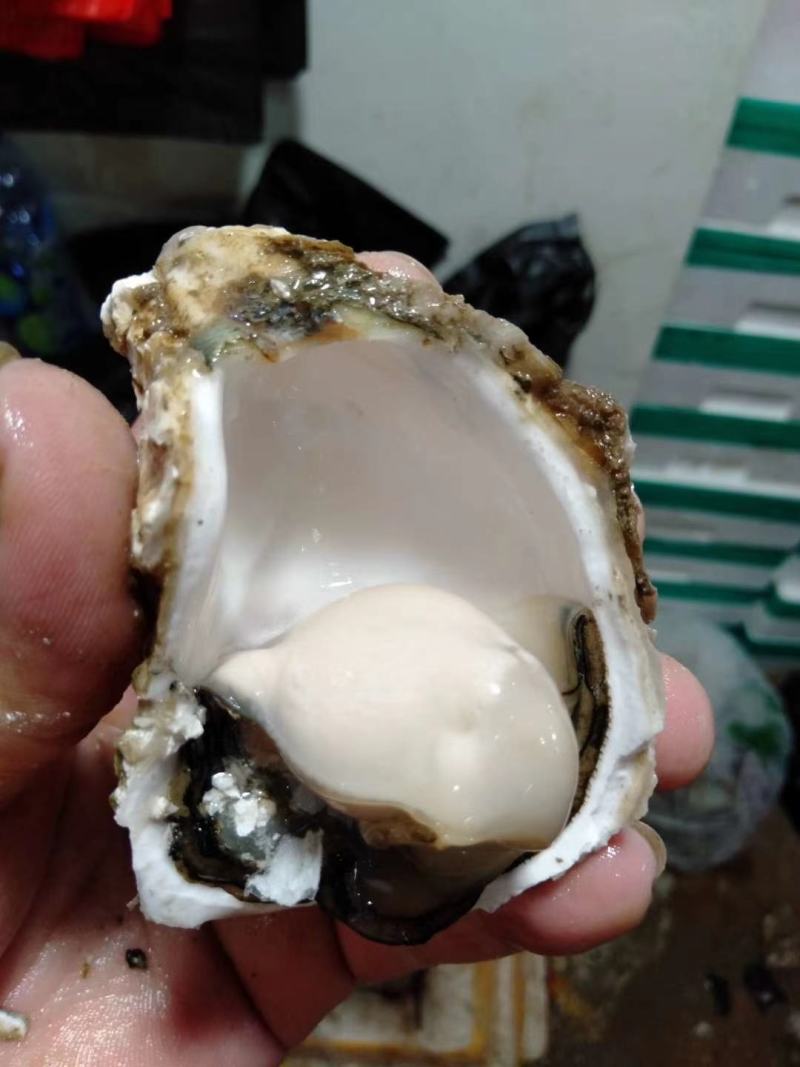 深圳市地摊生蚝批发配送