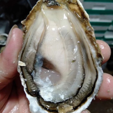 深圳市地摊生蚝批发配送