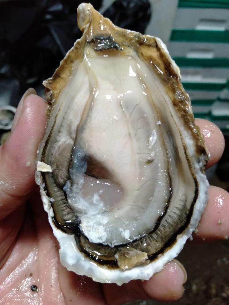 深圳市地摊生蚝批发配送