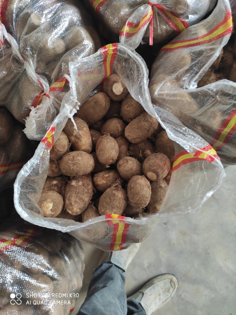 2025年芋头新鲜芋头加工各种规格