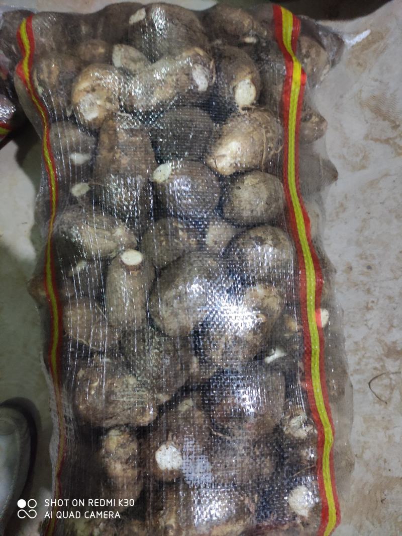 2025年芋头新鲜芋头加工各种规格