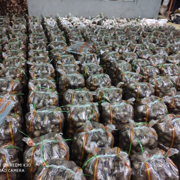 2025年芋头新鲜芋头加工各种规格