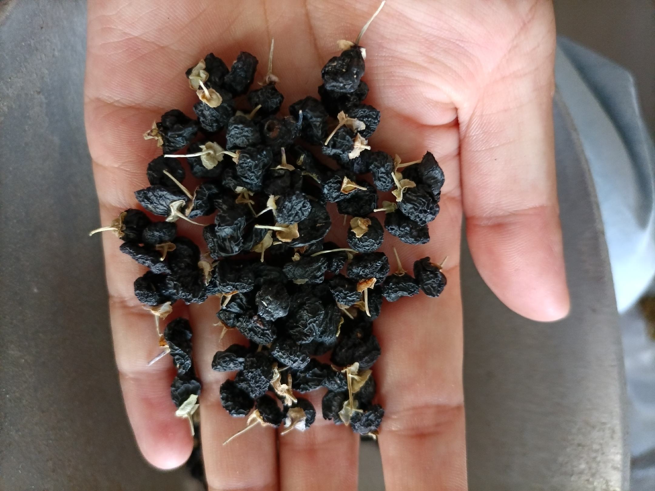 黑枸杞对阴虚火旺有用吗?图片展示黑枸杞干果与中医体质调理的关联 黑枸杞对阴虚火旺有用吗?