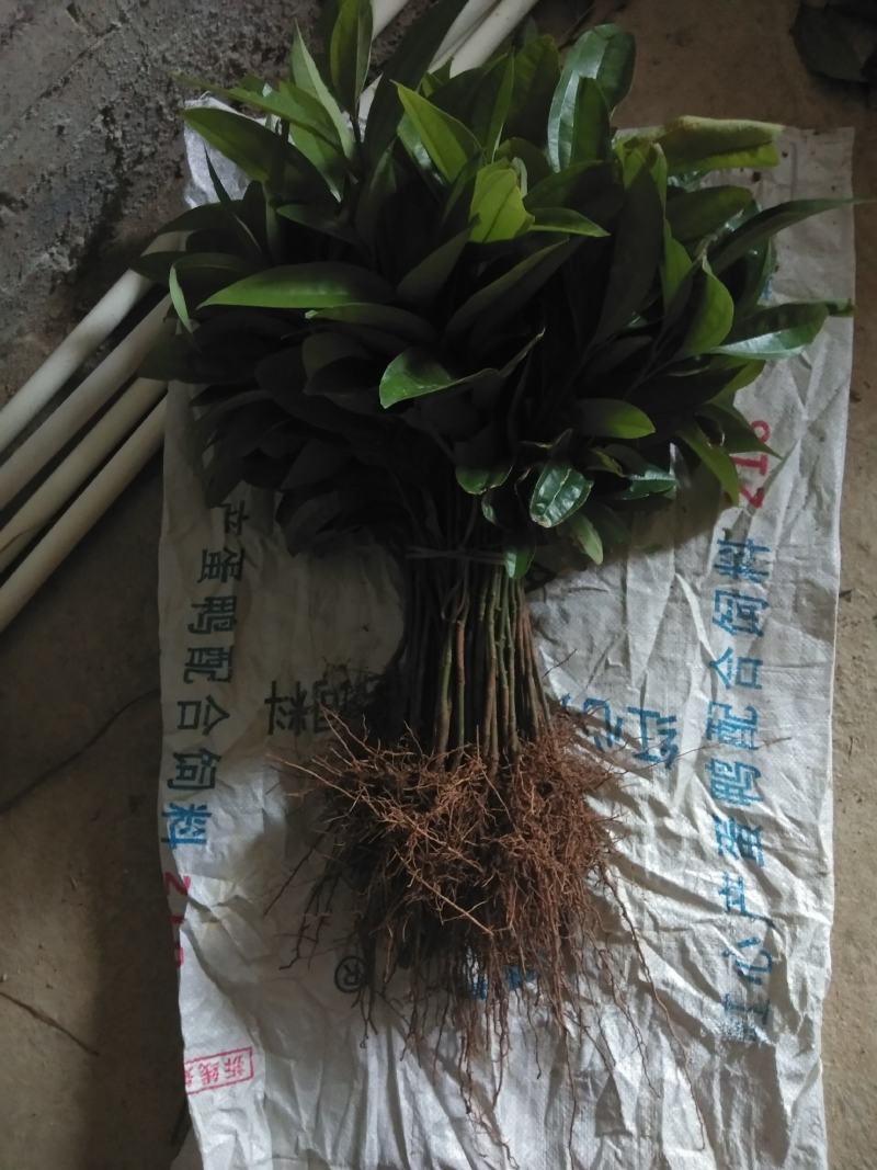 两年肉桂苗产地直供，一手货源，广西肉桂苗