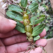 野生珍虫石斛马尾石斛