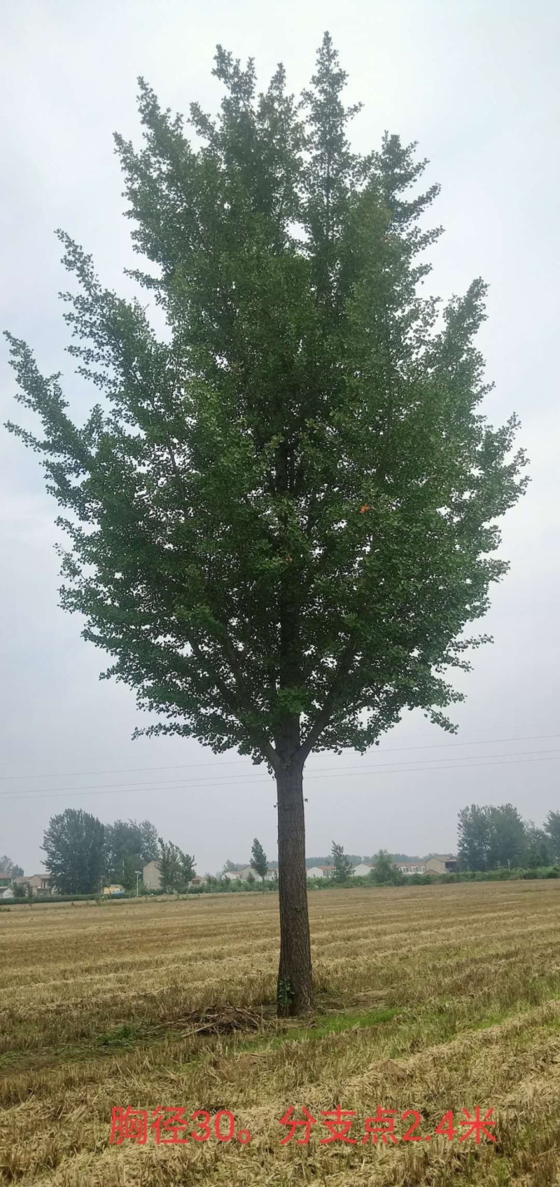 银杏树，，，，，，，