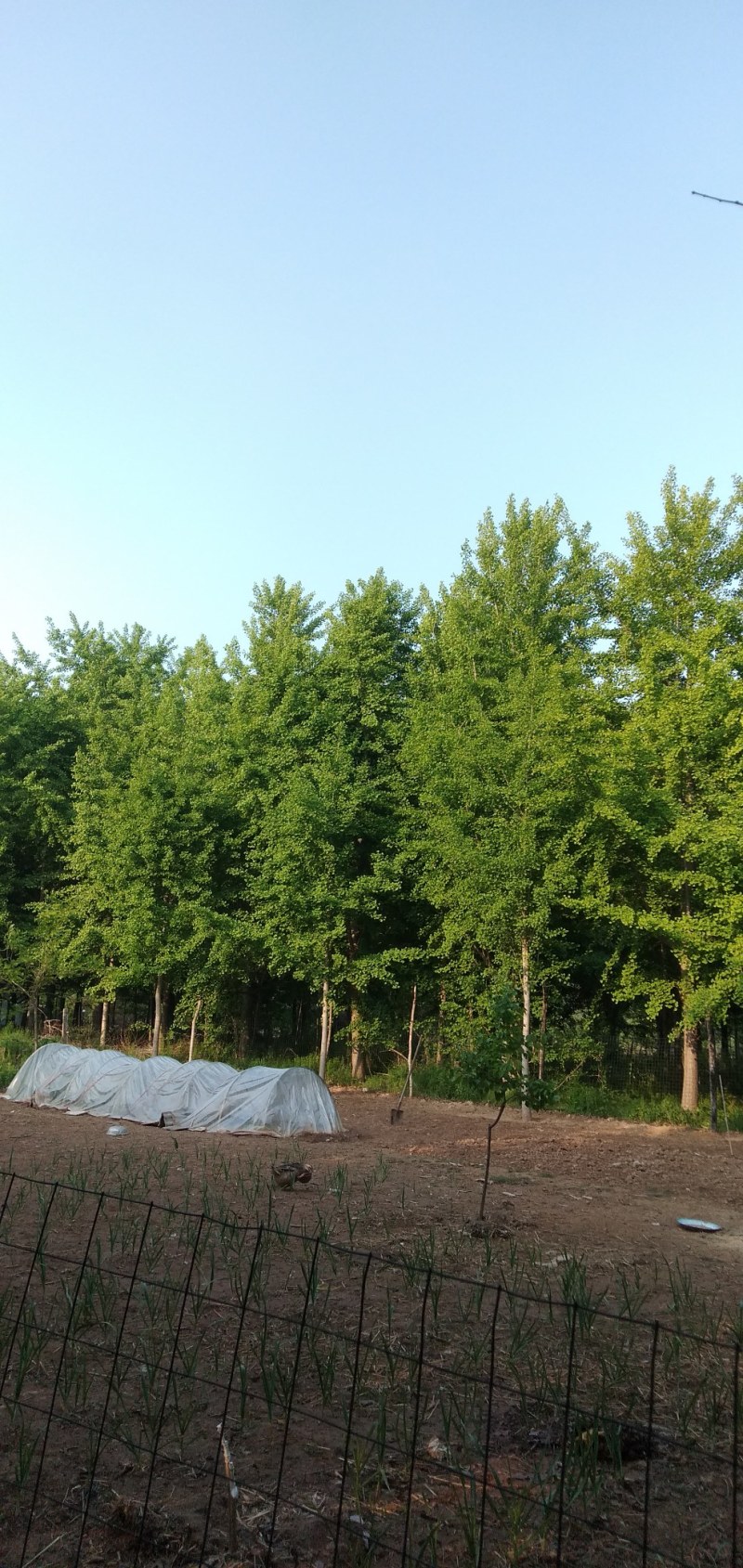 银杏树，，，，，，，