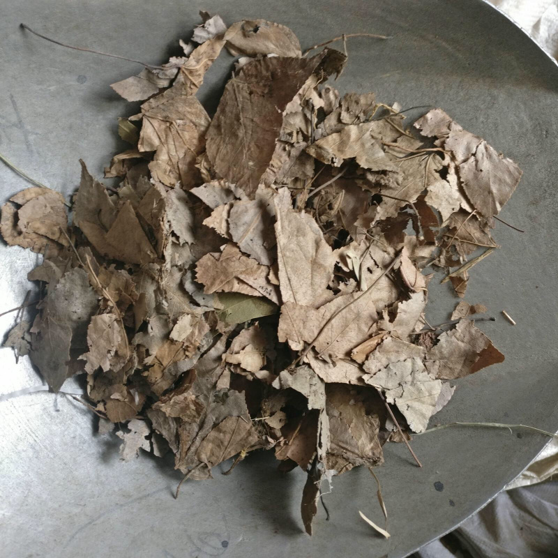 枫树叶天然无硫枫树叶产地直销