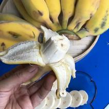 [一件玳发]广西小米蕉电商供应链小米蕉香蕉