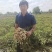 花生大白沙