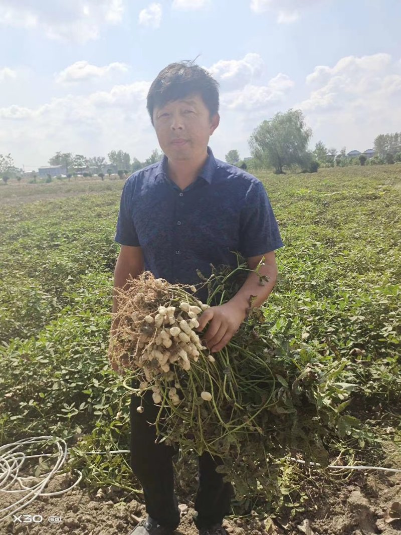 花生大白沙