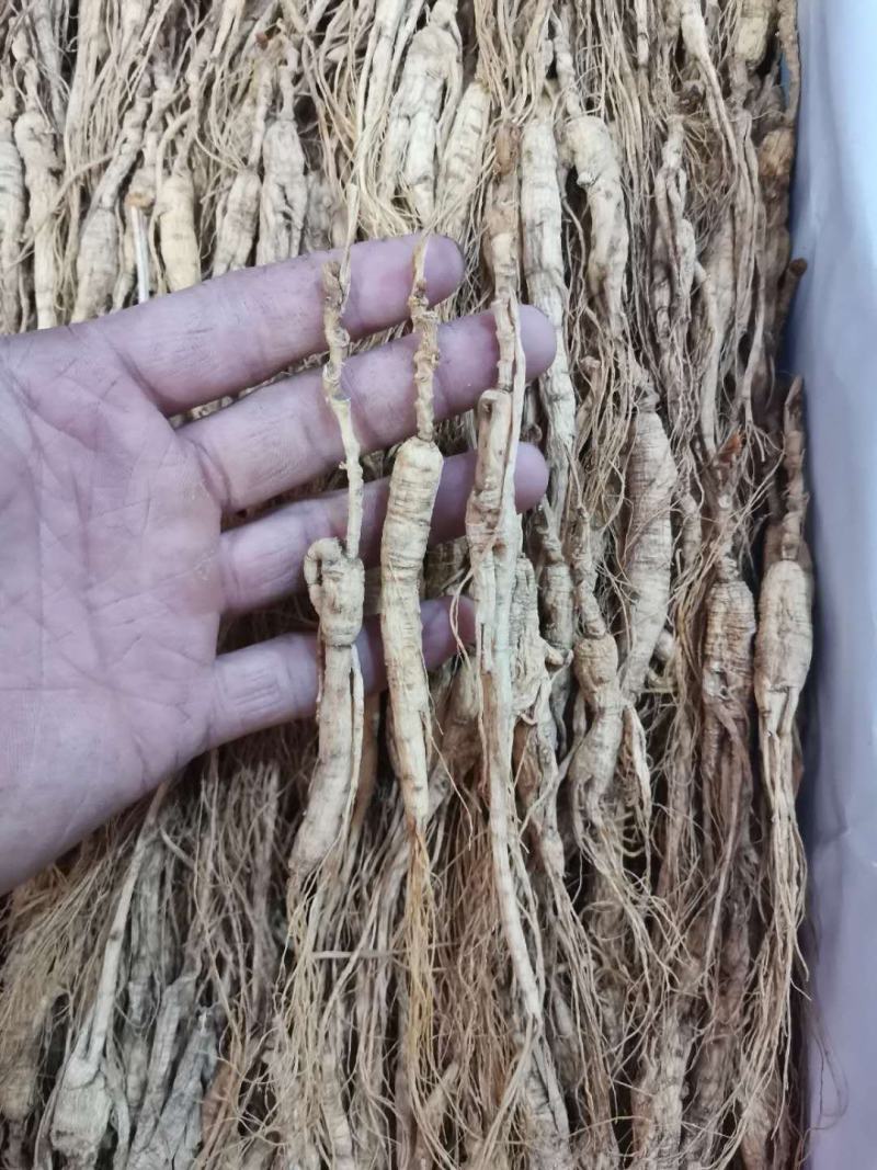 长白山林下参17-20自然生长自用超值款泡酒煲汤炖