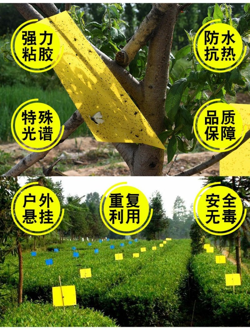 双面大棚粘虫板飞虫贴果园粘虫黄板灭小黑虫粘果蝇蓟马蓝板诱