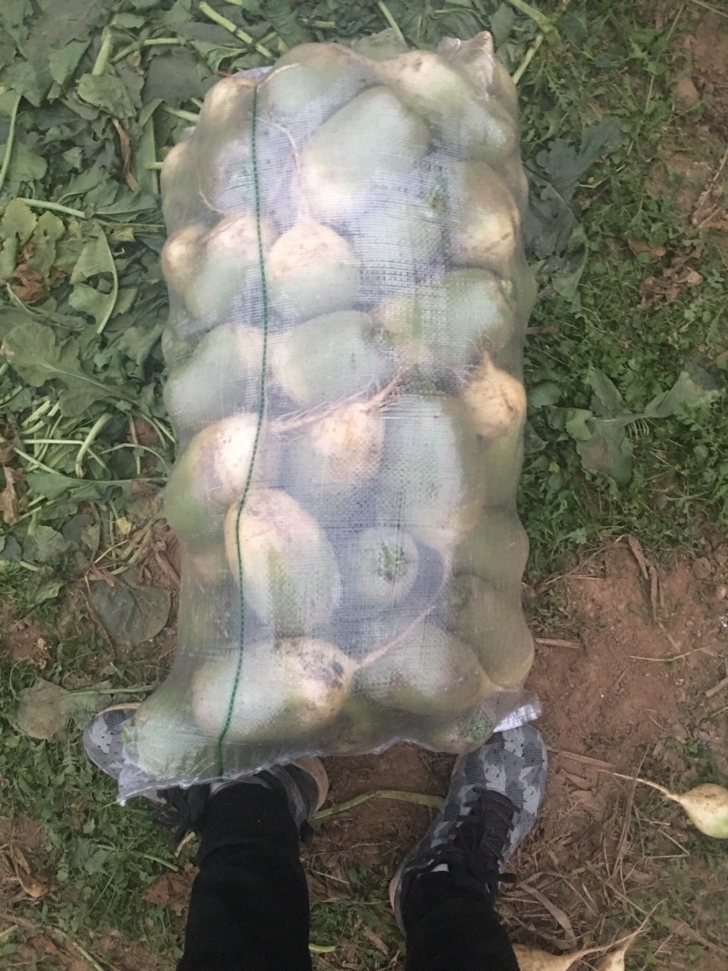 精品萝卜基地质量好颜色翠绿、口感好