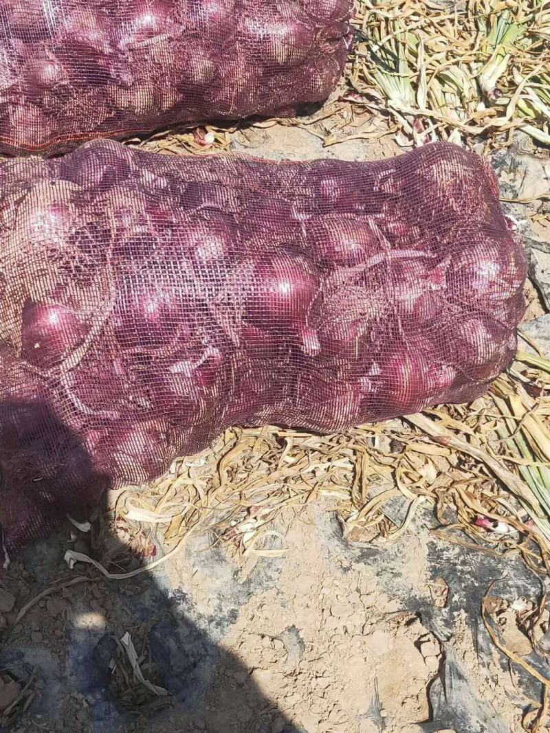 山东黄皮洋葱大量供应【洋葱】冷库储存，量大质优