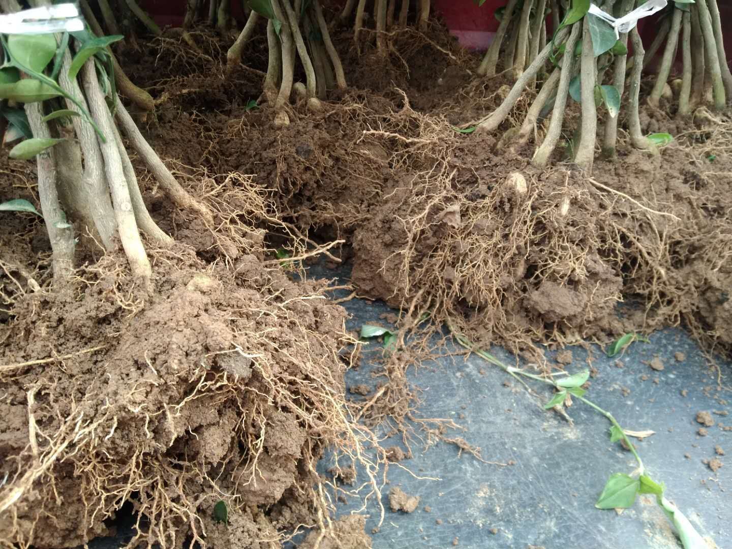 柑橘根系健康状况对比图