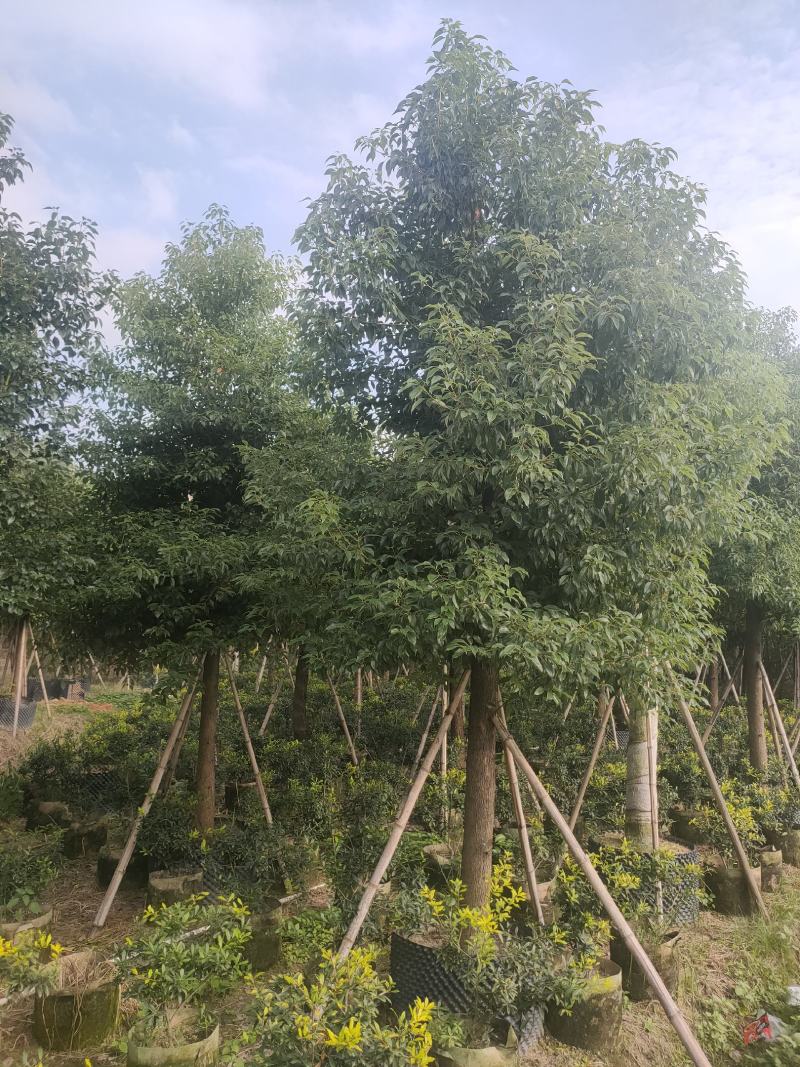 香樟树A货房地产专选12-15公分