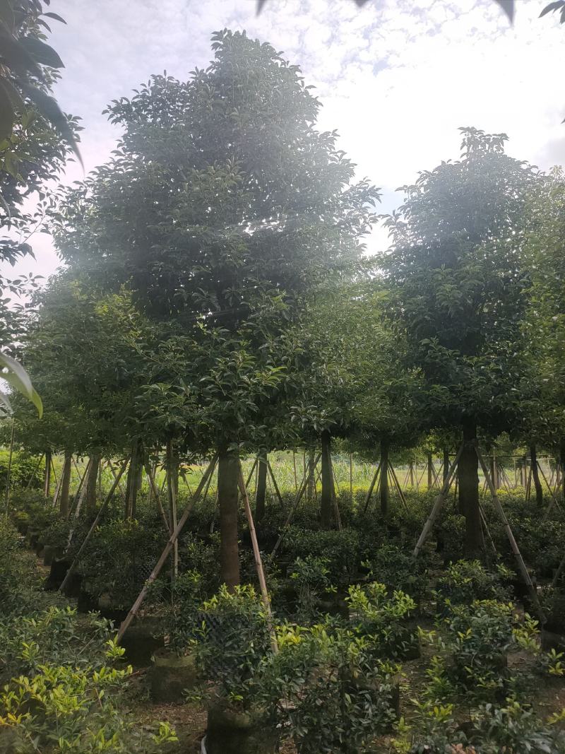 香樟树A货房地产专选12-15公分