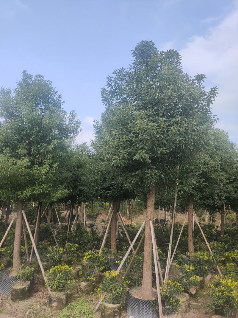 香樟树A货房地产专选12-15公分