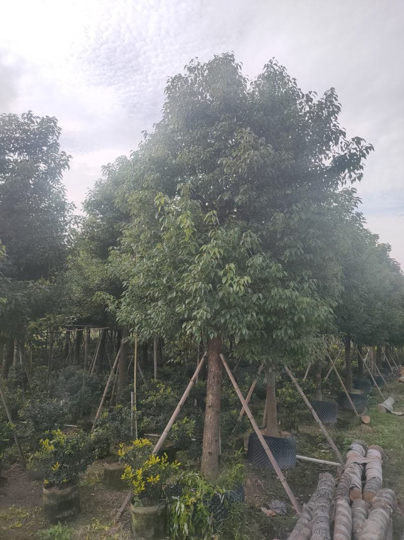 香樟树A货房地产专选12-15公分