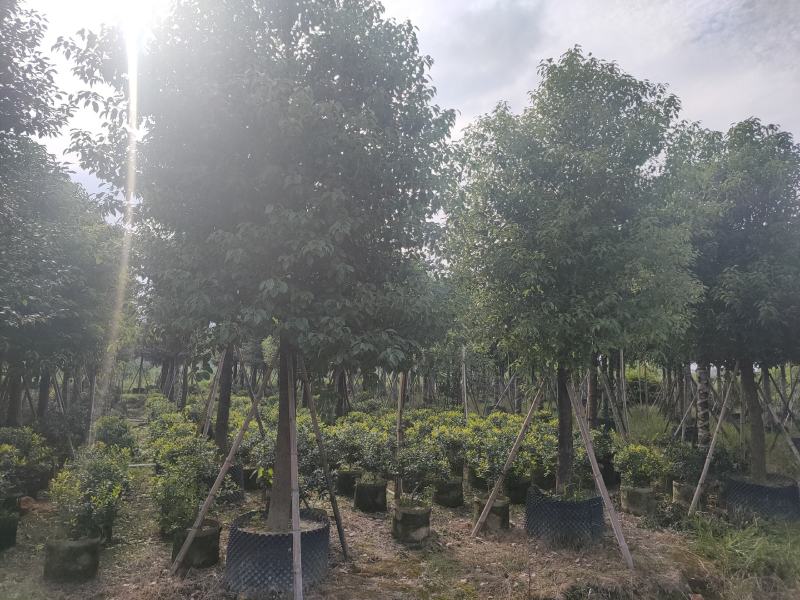 香樟树A货房地产专选12-15公分