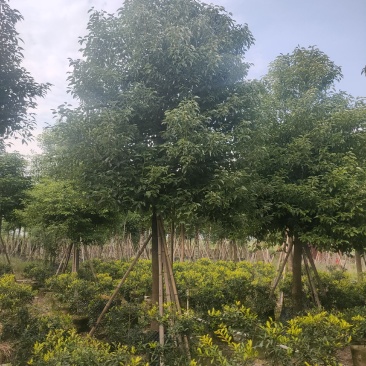 香樟树A货房地产专选12-15公分