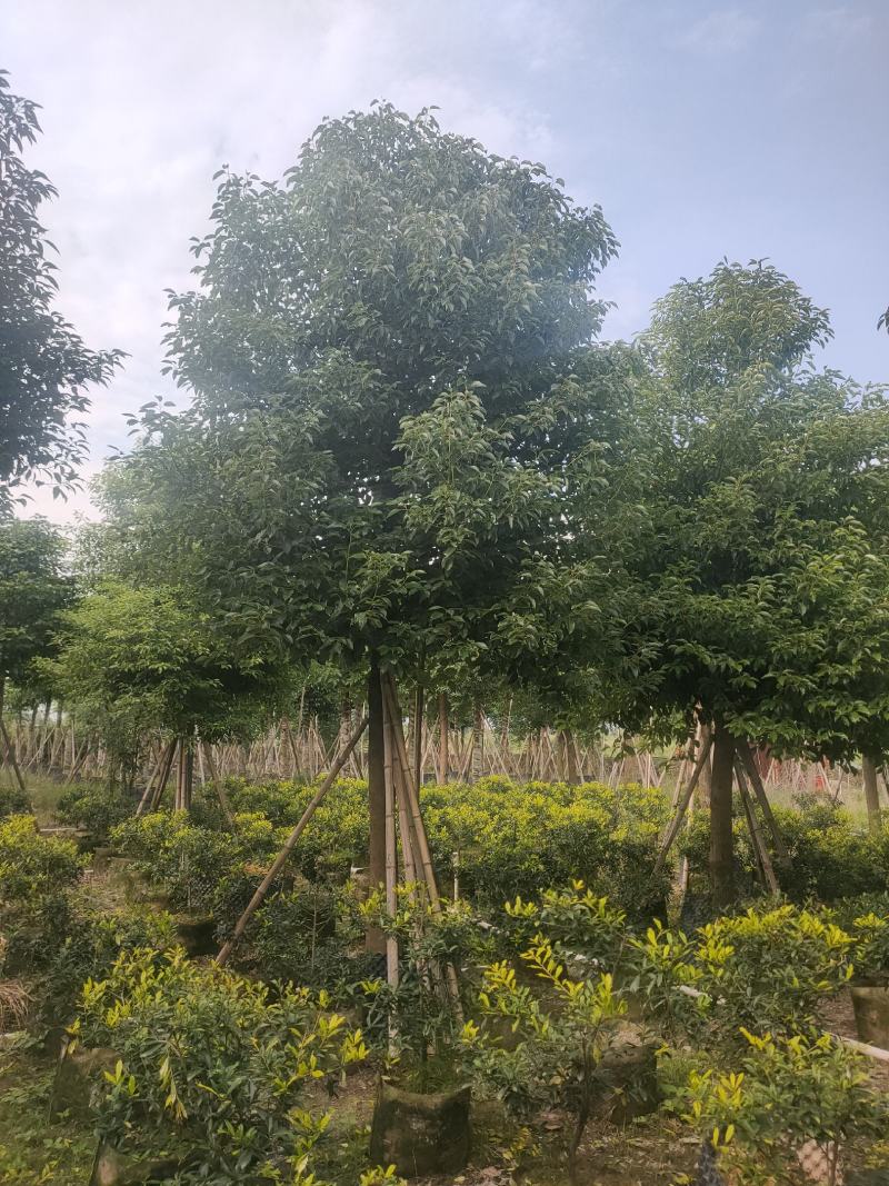 香樟树A货房地产专选12-15公分