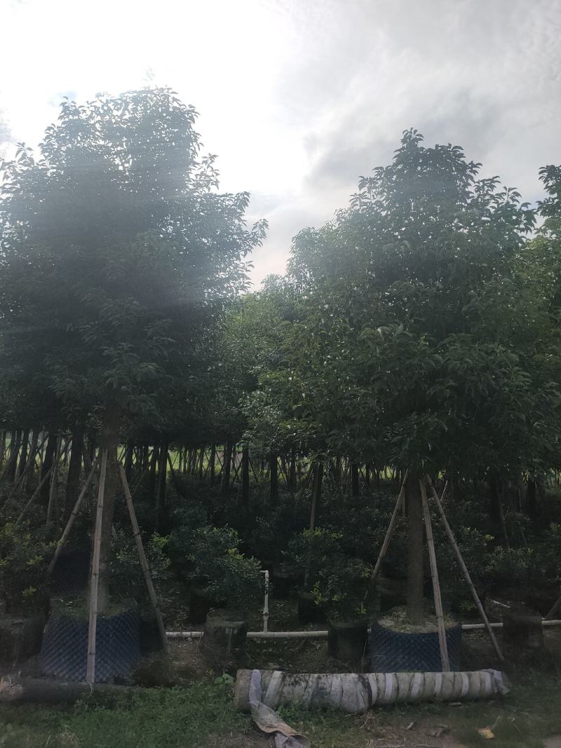 香樟树A货房地产专选12-15公分