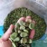 厂家直销需要大量蚕豆种子与我联系