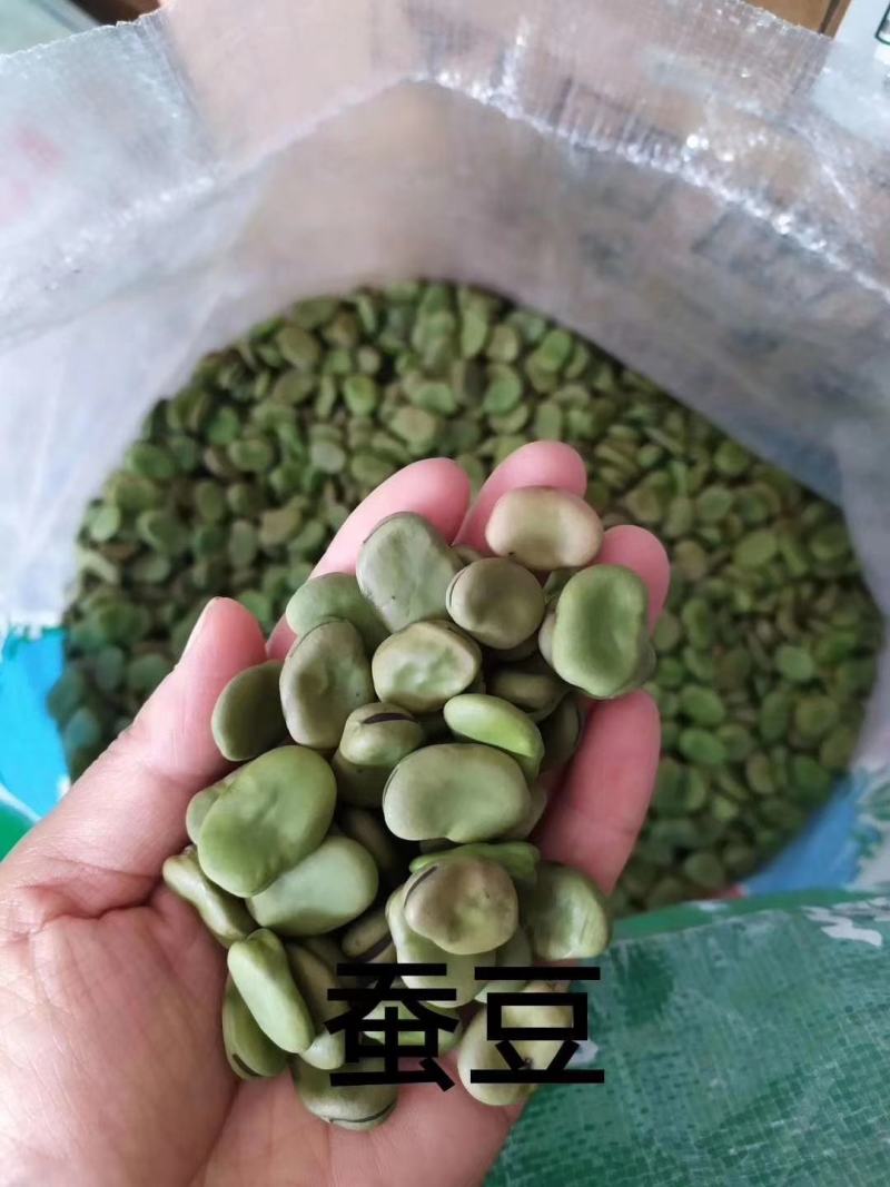 厂家直销需要大量蚕豆种子与我联系