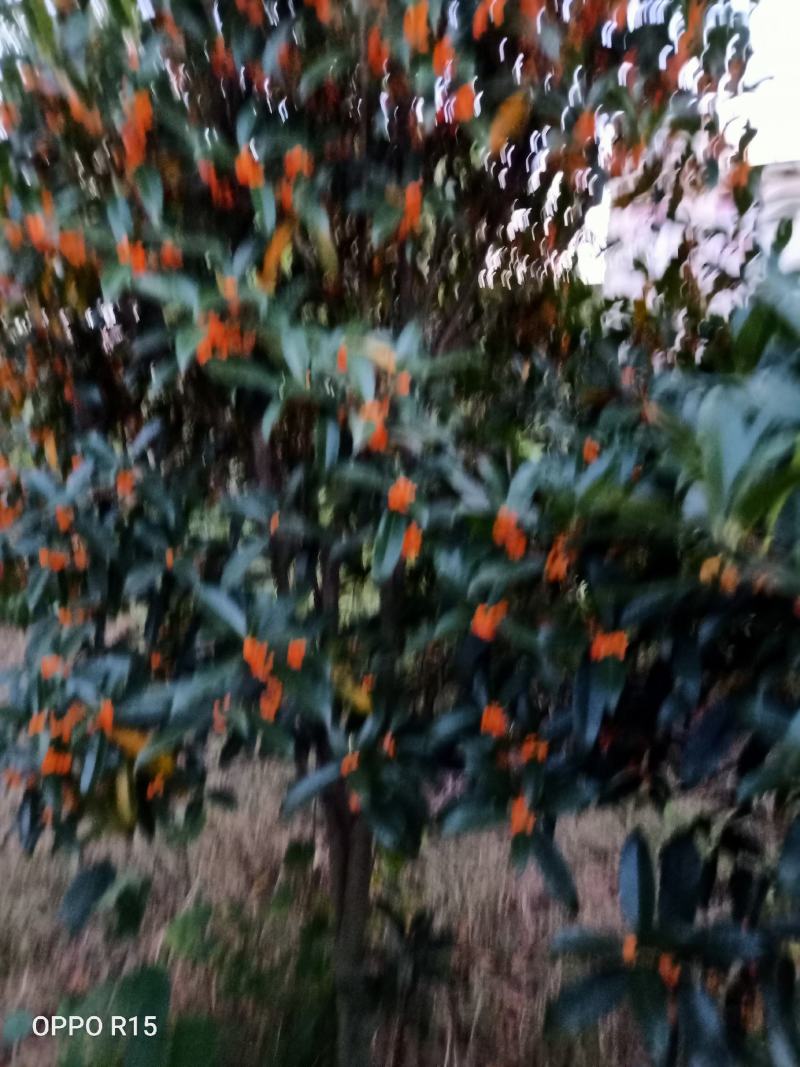 桂花树。树头大价格不高开花又香成活率高达98%