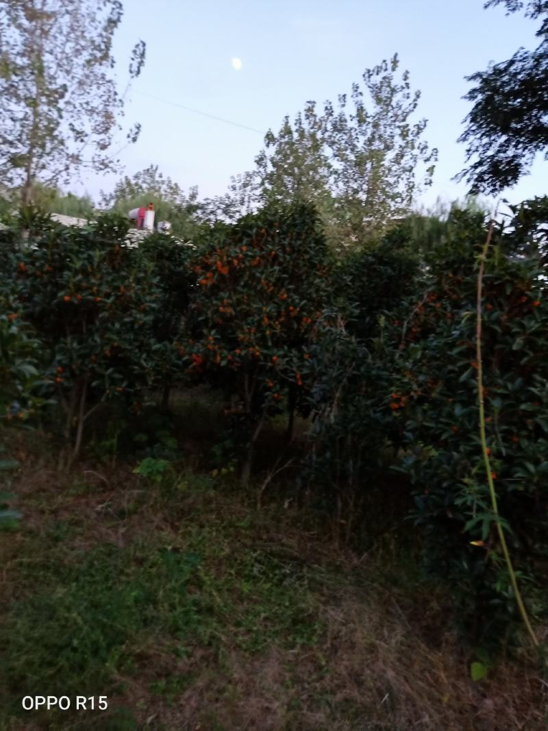 桂花树。树头大价格不高开花又香成活率高达98%