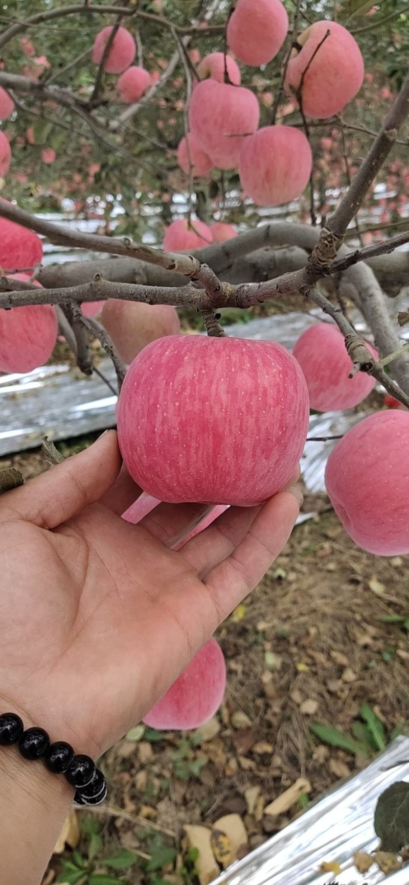 临汾红富士苹果大量上市中