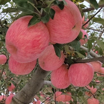 临汾红富士苹果大量上市中