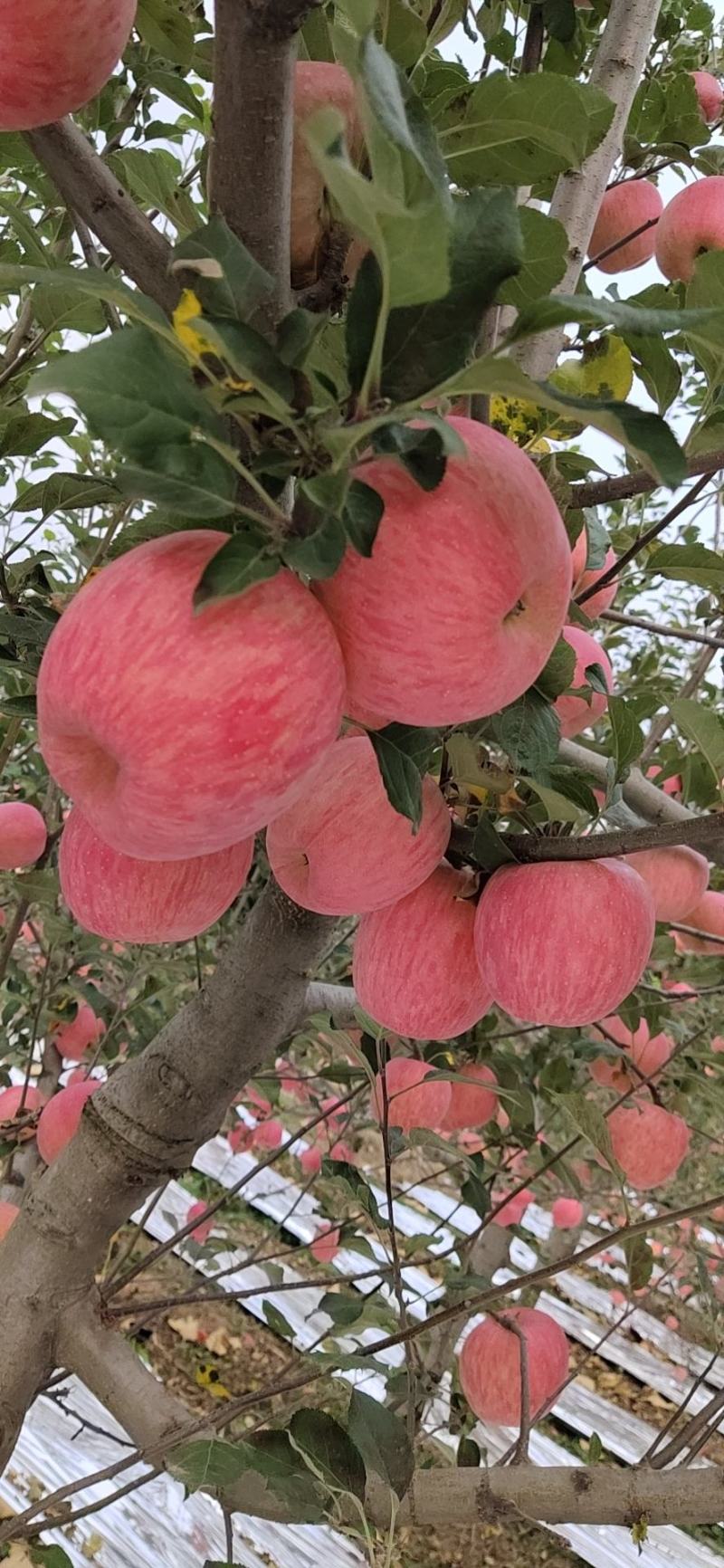 临汾红富士苹果大量上市中